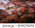 ばくちヶ渕（猿ケ城渓谷） 84929098