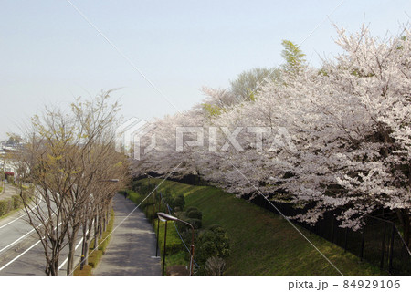 何処までも続くピンクに包まれた桜並木の眺望が素晴らしい 84929106
