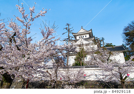 岐阜県大垣市　大垣城　～桜と天守～ 84929118