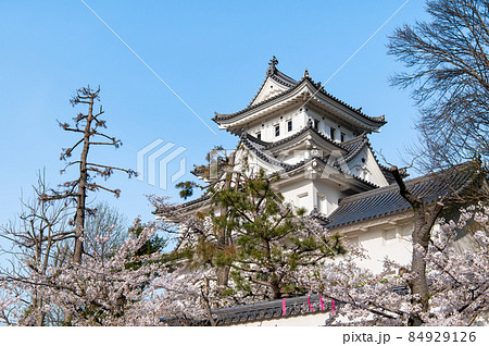 岐阜県大垣市　大垣城　～桜と天守～ 84929126