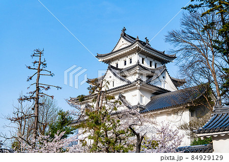 岐阜県大垣市　大垣城　～桜と天守～ 84929129