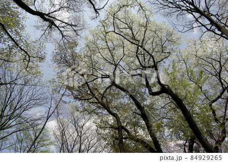 雑木林にある山桜を見上げた風景が面白い 84929265