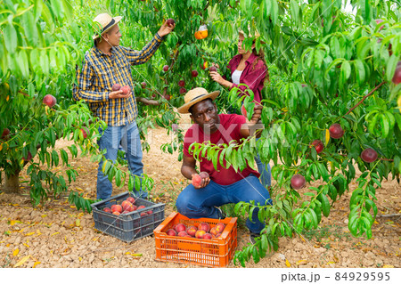 Group of farm workers gathering crop of fresh ripe peaches in fruit garden in summertime 84929595