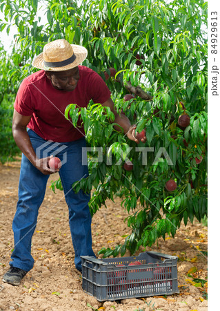 Concentrated african american farmer harvesting ripe peaches in garden 84929613