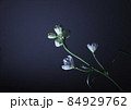 デルフィニウム　プラチナブルー　 84929762