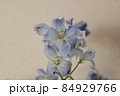 デルフィニウム　プラチナブルー　アップ 84929766