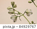 デルフィニウム　プラチナブルー　　蕾 84929767
