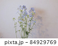 デルフィニウム　プラチナブルー　 84929769