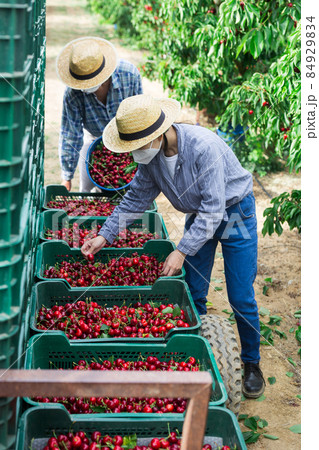 Two female farmers in protective mask stack ripe cherries in boxes Two female farmers in protective mask stack ripe cherries in boxes 84929834