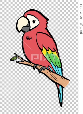 ベニコンゴウインコの手描きイラストのイラスト素材 [84930474] - PIXTA