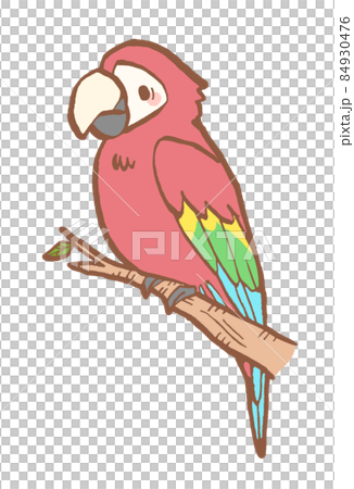 ベニコンゴウインコの手描きイラストのイラスト素材 [84930476] - PIXTA