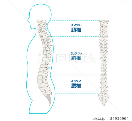 背骨 脊椎と横向きの人体イラストのイラスト素材