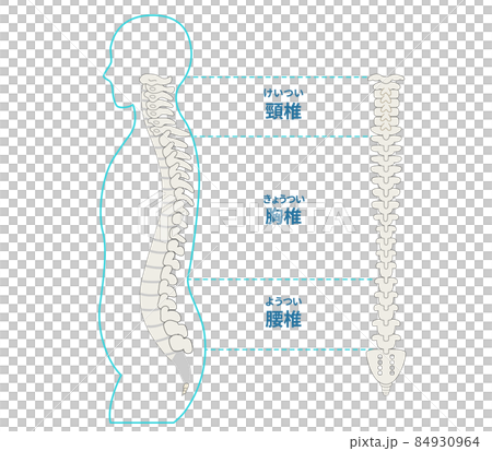 Illustration of the spine, spine and sideways human body 84930964