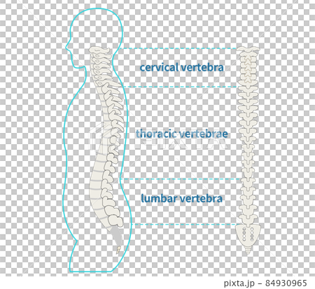 Illustration of the spine, spine and sideways human body 84930965