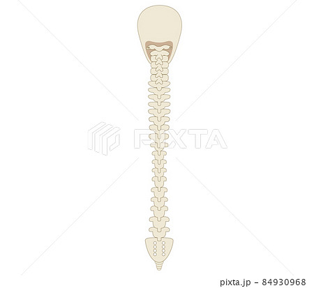 背骨 脊椎と頭蓋骨の後ろ向きの骨イラストのイラスト素材