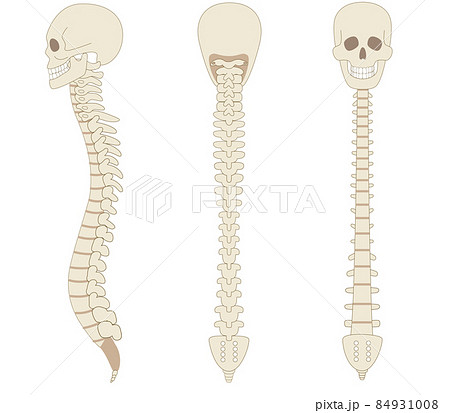 背骨 脊椎と頭蓋骨の横向きの骨イラストのイラスト素材