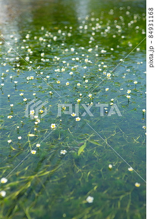 川面の梅花藻 84931168