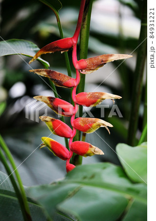 ヘリコニア 84931221