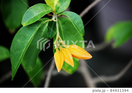 フワヌリョア フワヌリョア 84931394