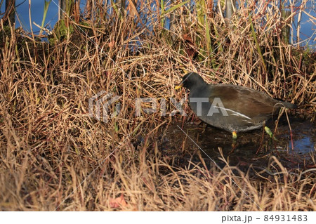 バンの幼鳥 84931483