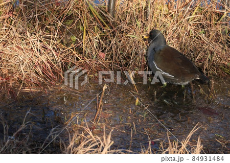 バンの幼鳥 84931484