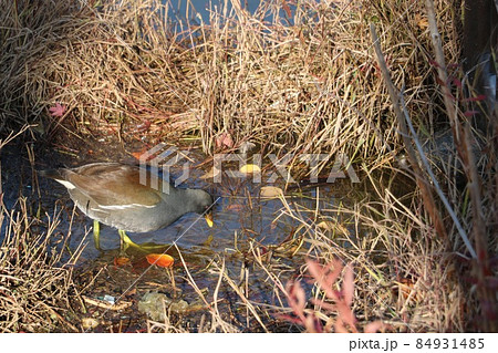 バンの幼鳥 84931485
