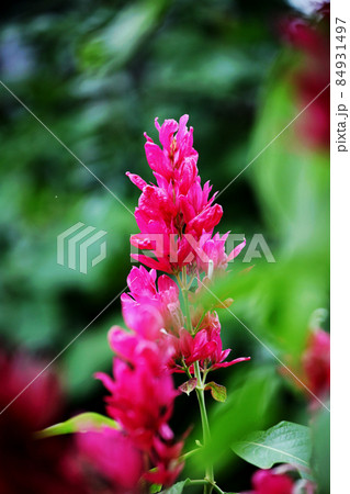 メガスケパスマ・エリトロクラミス メガスケパスマ・エリトロクラミス 84931497