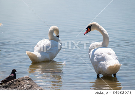 Graceful white Swan with a red beak stands on the bank of a pond Graceful white Swan with a red beak stands on the bank of a pond 84932073