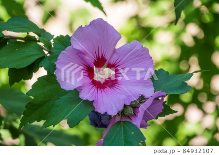 Pink flowers of Hibiscus moscheutos plant close-up. Hibiscus moscheutos, swamp hibiscus, Pink flowers of Hibiscus moscheutos plant close-up. Hibiscus moscheutos, swamp hibiscus, 84932107