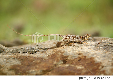 Female Pondicherry fan-throated lizard, Sitana ponticeriana, Satara, Maharashtra, India 84932172