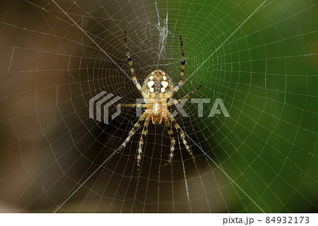Ventral of signature spider, Satara, Maharashtra, India 84932173