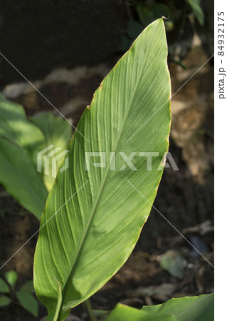 Leaf of Indian shot, Canna indica its use for biodegradable plastic, Satara, Maharashtra, India 84932175