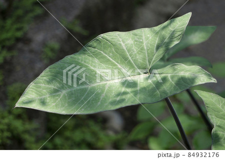 Leaf of aloo, Colocasia species, Satara, Maharashtra, India 84932176