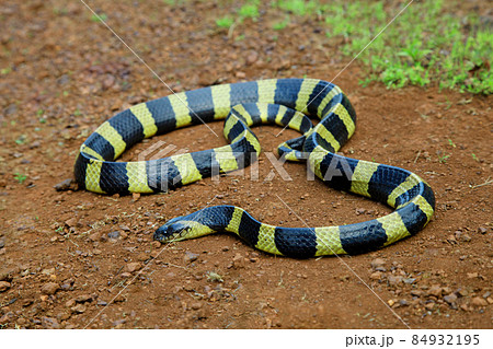 Banded krait on mud, Bungarus fasciatus, Amravati, Maharashtra, India Banded krait on mud, Bungarus fasciatus, Amravati, Maharashtra, India 84932195