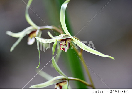 高貴な香り漂うカンラン(寒蘭) 高貴な香り漂うカンラン(寒蘭) 84932366
