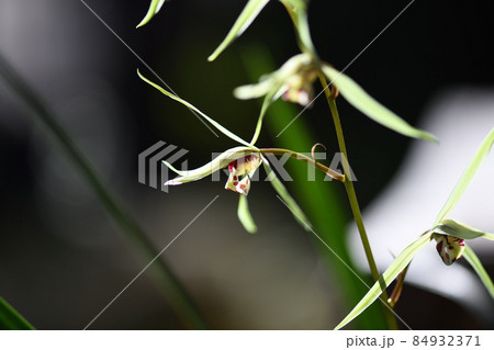 高貴な香り漂うカンラン（寒蘭） 84932371