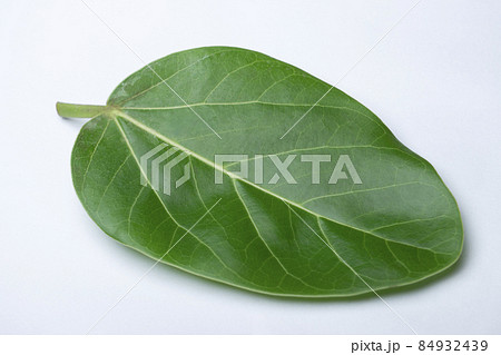 Leaf of Banyan tree, Ficus microcarpa, Satara, Maharashtra, India. The root, bark and leaf latex are used medicinally to treat wounds, headache and toothache 84932439