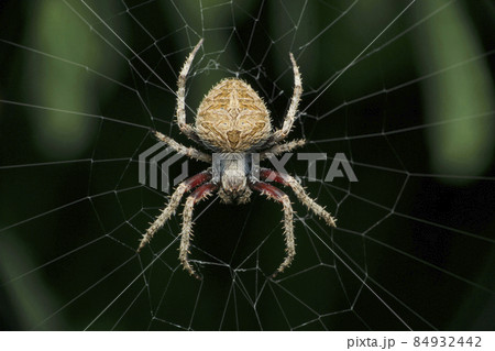 Spotted orb weaver spider on web, Neoscona species, Satara, Maharashtra, India Spotted orb weaver spider on web, Neoscona species, Satara, Maharashtra, India 84932442