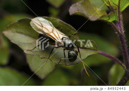 Queen carpenter ant with wings, Satara, Maharashtra, India Queen carpenter ant with wings, Satara, Maharashtra, India 84932443