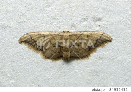 Wax moth, Galleriini species, Satara, Maharashtra, India 84932452