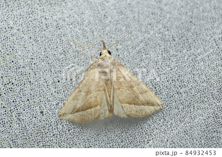 Silk moth, Adelowalkeria tristygma, Satara, Maharashtra, India 84932453