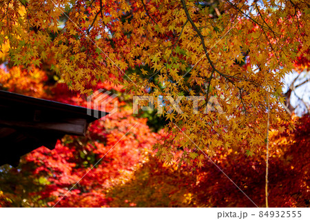 伊豆市修善寺虹の郷の紅葉風景 伊豆市修善寺虹の郷の紅葉風景 84932555