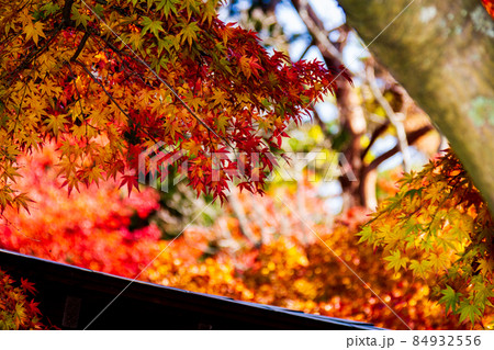 伊豆市修善寺虹の郷の紅葉風景 伊豆市修善寺虹の郷の紅葉風景 84932556