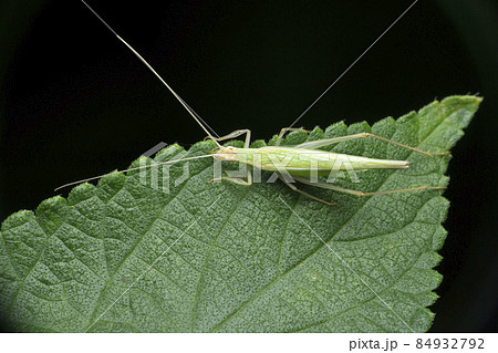 Snowy tree cricket, Oecanthus fultoni, Satara, Maharashtra, India 84932792
