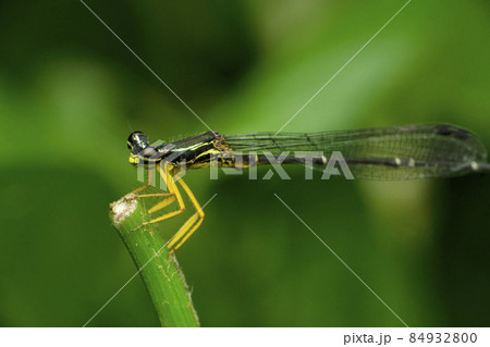 Body of jewel wing Damselfly, Calopteryx maculata, Satara, Maharashtra, India 84932800