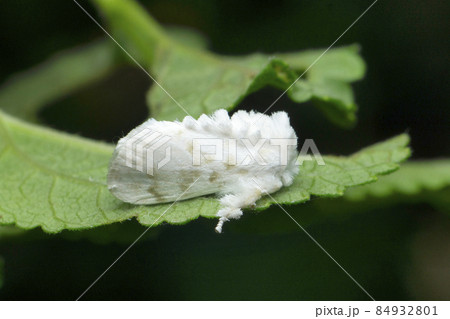 White dusty cloth moth, Satara, Maharashtra, India 84932801