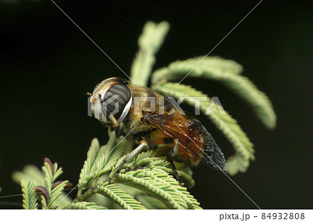 Cicada fly, Satara, Maharashtra, India Cicada fly, Satara, Maharashtra, India 84932808
