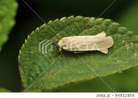 Bogong moth species, Satara, Maharashtra, India Bogong moth species, Satara, Maharashtra, India 84932809