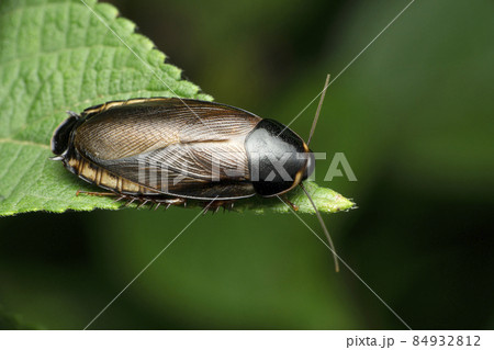 Jungle cockroach, Blaberus species, Satara, Maharashtra, India 84932812