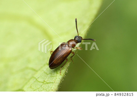Tiny beetle, Tetraphalerus wagneri, Satara, Maharashtra, India 84932815